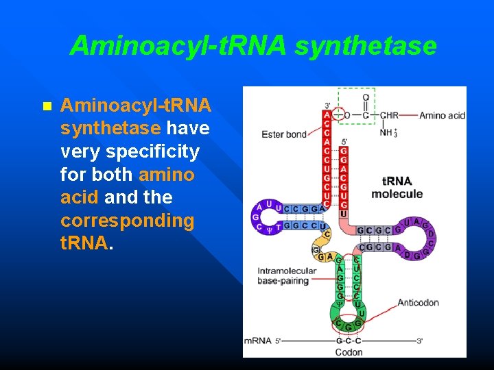 Aminoacyl-t. RNA synthetase n Aminoacyl-t. RNA synthetase have very specificity for both amino acid