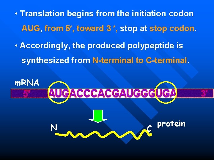  • Translation begins from the initiation codon AUG, from 5 , toward 3