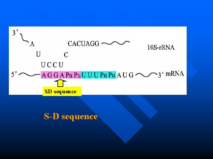 Small subunit SD sequence S-D sequence 