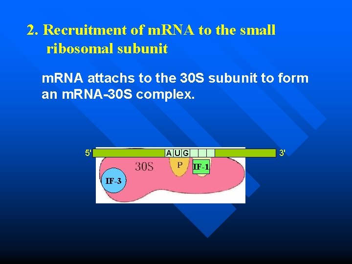2. Recruitment of m. RNA to the small ribosomal subunit m. RNA attachs to