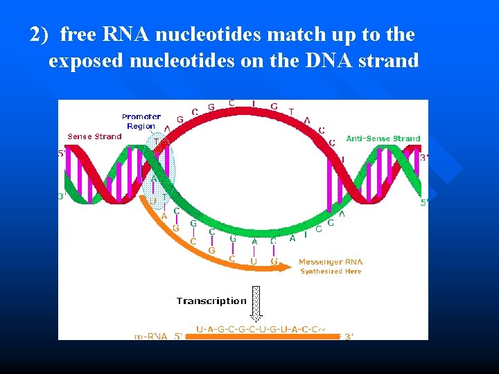 2) free RNA nucleotides match up to the exposed nucleotides on the DNA strand