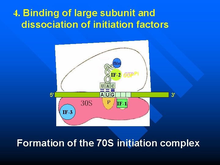 4. Binding of large subunit and dissociation of initiation factors GTPPi IF-2 GDP 5'