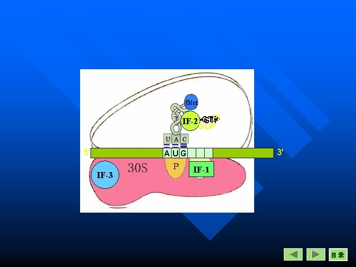 Pi GTP IF-2 -GTP GDP 5' 3' AUG IF-3 IF-1 目录 