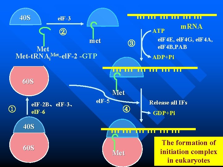 40 S el. F-3 m. RNA ② met ③ Met-t. RNAi. Met-el. F-2 -GTP