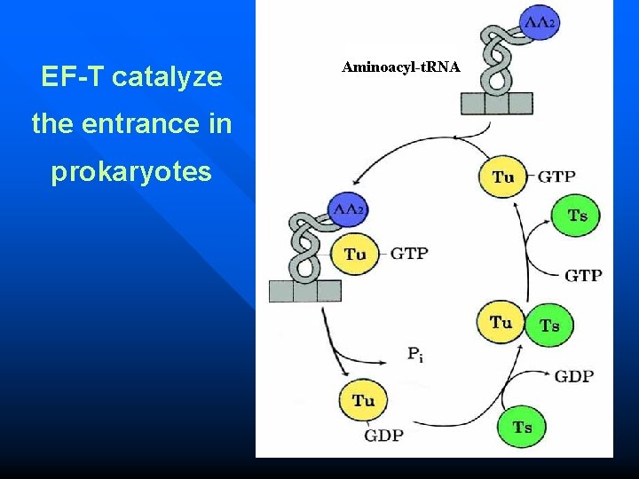 EF-T catalyze the entrance in prokaryotes Aminoacyl-t. RNA 