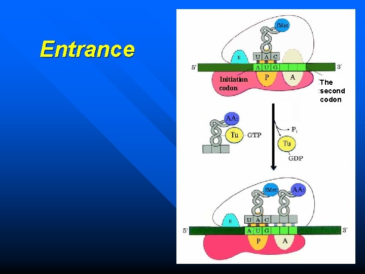 Entrance Initiation codon The second codon 