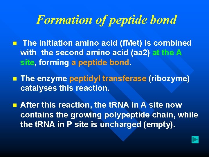  Formation of peptide bond n The initiation amino acid (f. Met) is combined