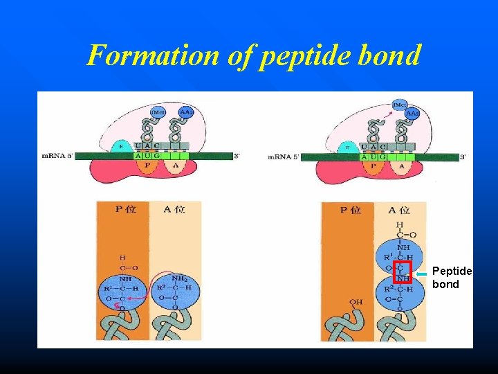  Formation of peptide bond Peptide bond 