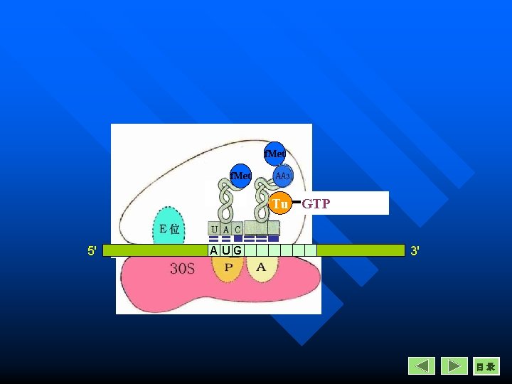 f. Met Tu GTP 5' AUG 3' 目录 