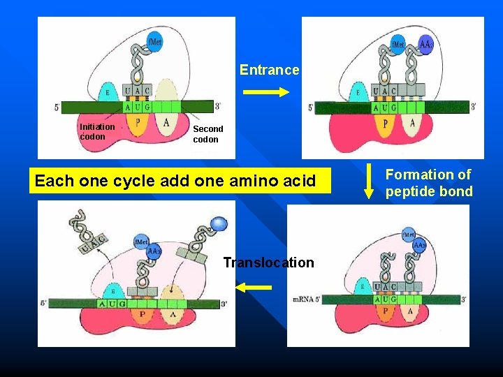 Entrance Initiation codon Second codon Each one cycle add one amino acid Translocation Formation