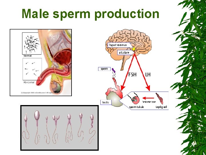 Male sperm production 
