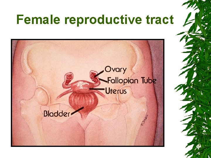 Female reproductive tract 