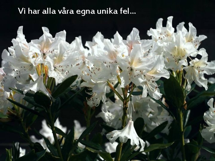 Vi har alla våra egna unika fel… 
