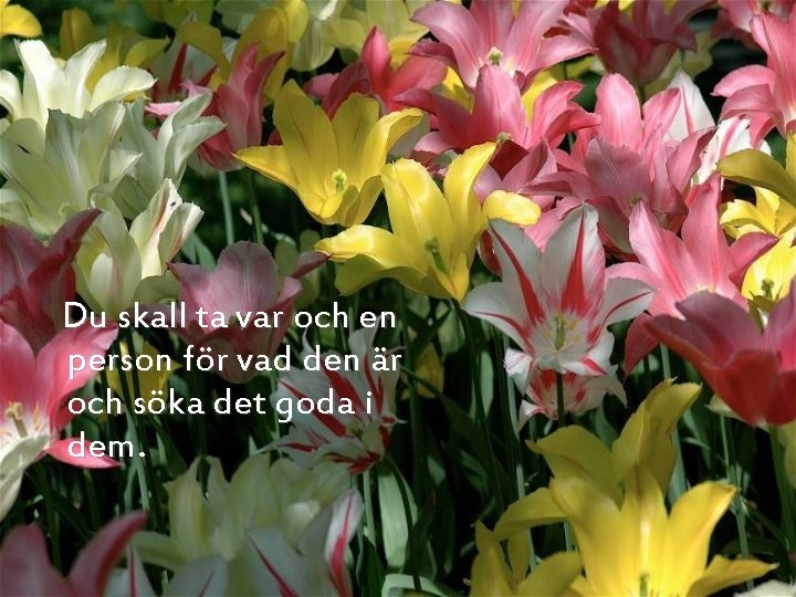 Du skall ta var och en person för vad den är och söka det