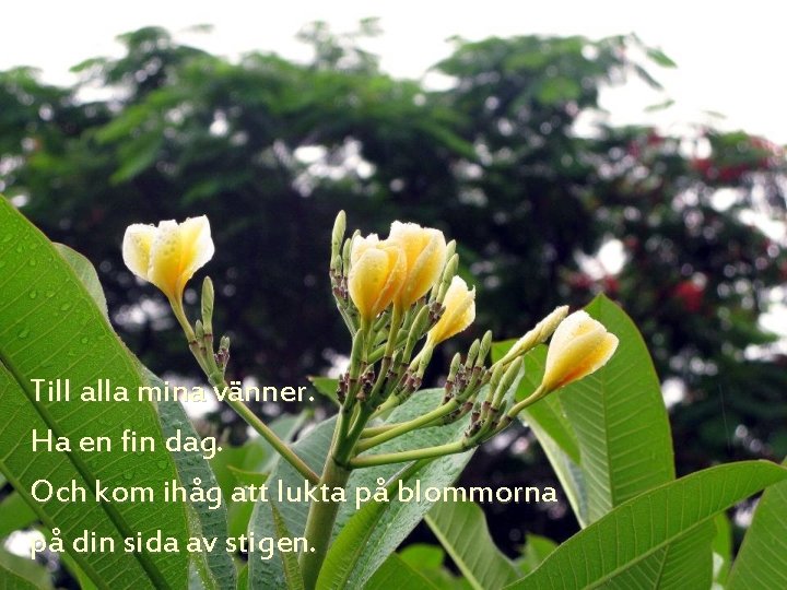 Till alla mina vänner. Ha en fin dag. Och kom ihåg att lukta på