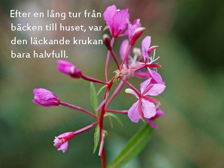 Efter en lång tur från bäcken till huset, var den läckande krukan bara halvfull.