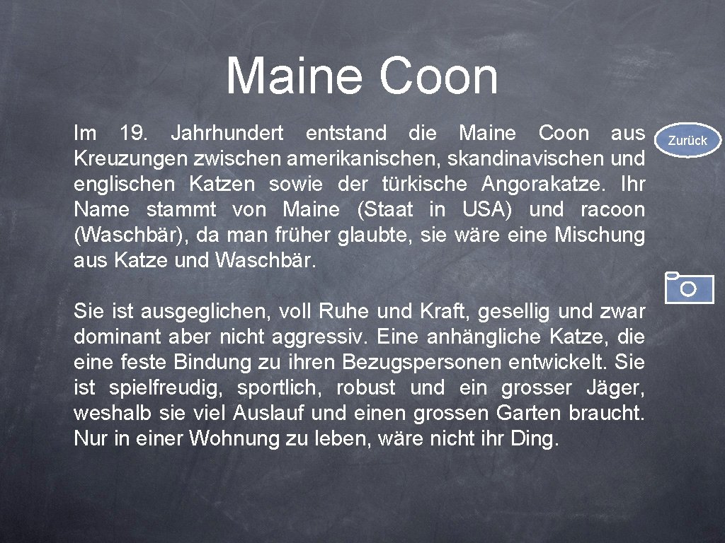 Maine Coon Im 19. Jahrhundert entstand die Maine Coon aus Kreuzungen zwischen amerikanischen, skandinavischen