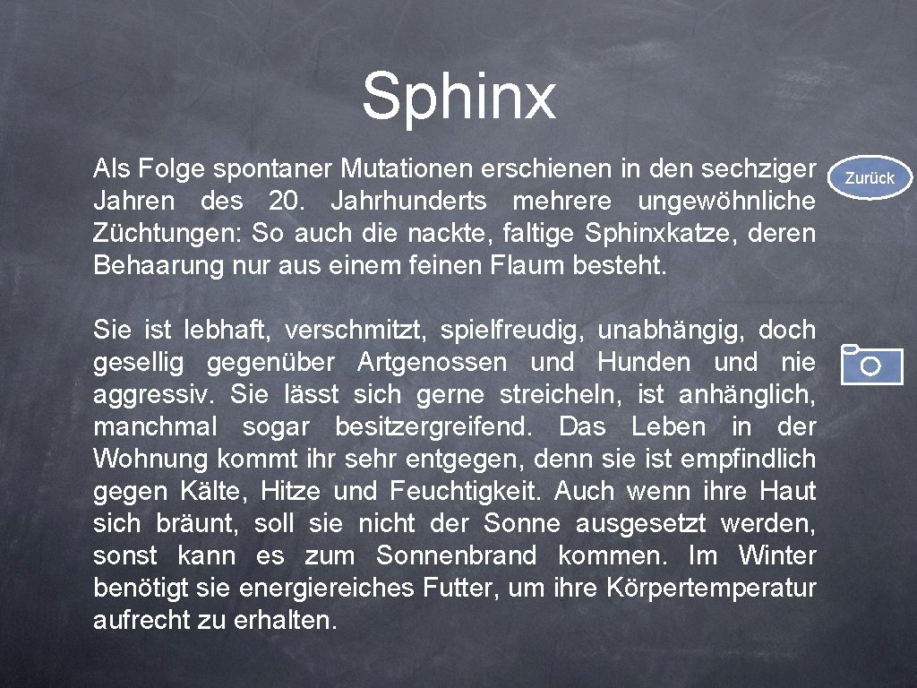 Sphinx Als Folge spontaner Mutationen erschienen in den sechziger Jahren des 20. Jahrhunderts mehrere