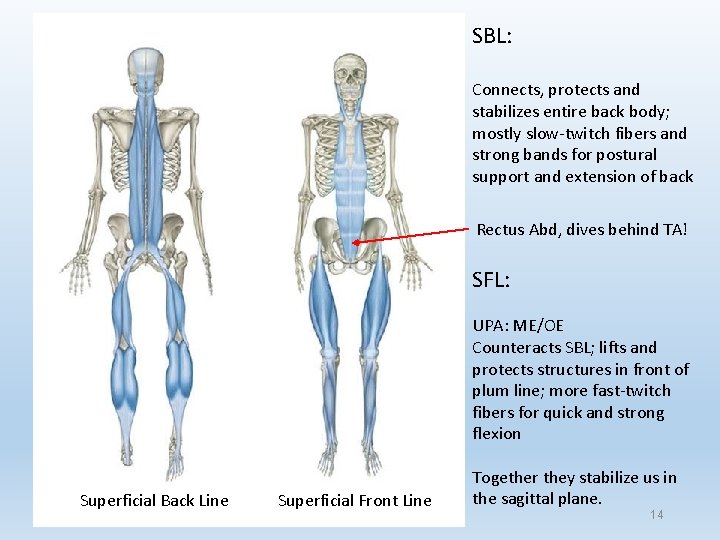 SBL: Connects, protects and stabilizes entire back body; mostly slow-twitch fibers and strong bands