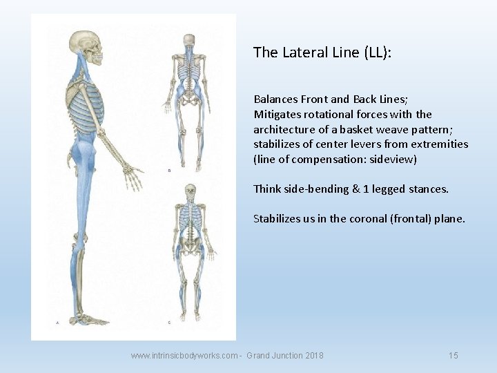 The Lateral Line (LL): Balances Front and Back Lines; Mitigates rotational forces with the