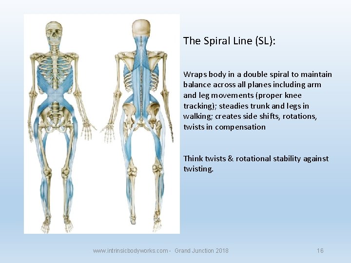 The Spiral Line (SL): Wraps body in a double spiral to maintain balance across