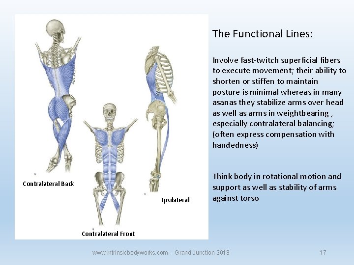 The Functional Lines: Involve fast-twitch superficial fibers to execute movement; their ability to shorten