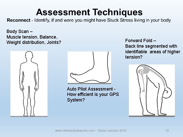 Body Scan – Muscle tension, Balance, Weight distribution, Joints? Forward Fold – Back line