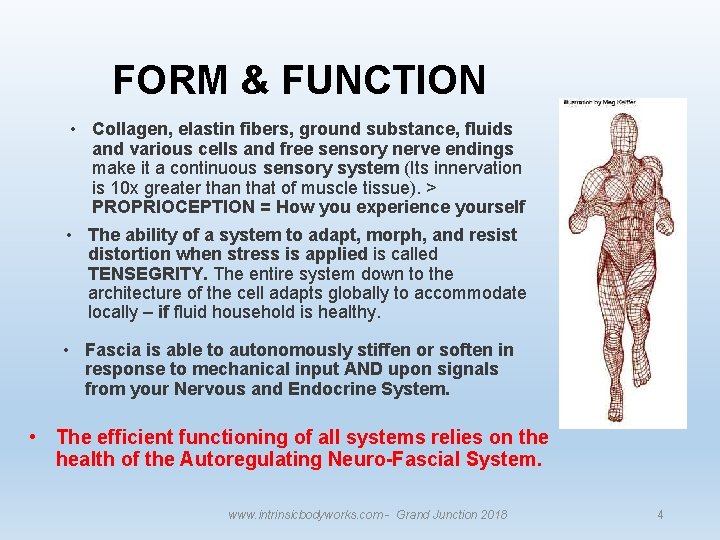 FORM & FUNCTION • Collagen, elastin fibers, ground substance, fluids and various cells and