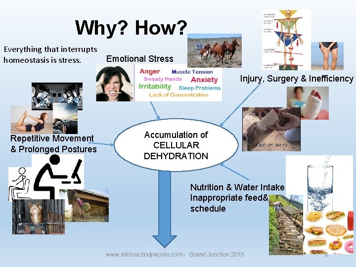 Why? How? Everything that interrupts homeostasis is stress. Emotional Stress Injury, Surgery & Inefficiency