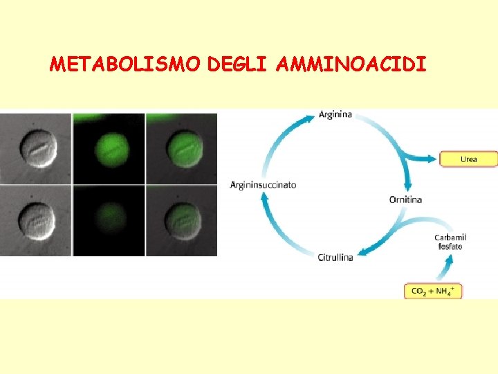 METABOLISMO DEGLI AMMINOACIDI 