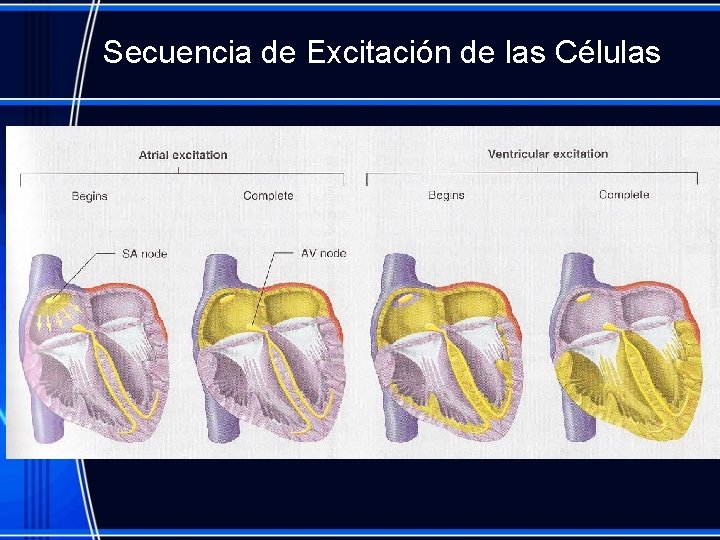 Secuencia de Excitación de las Células 