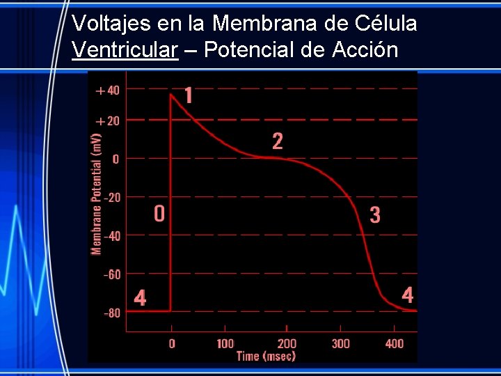 Voltajes en la Membrana de Célula Ventricular – Potencial de Acción 