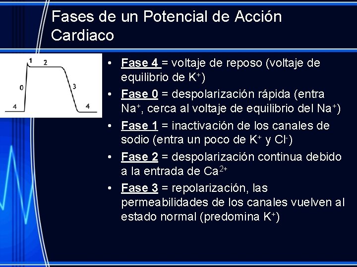 Fases de un Potencial de Acción Cardiaco • Fase 4 = voltaje de reposo