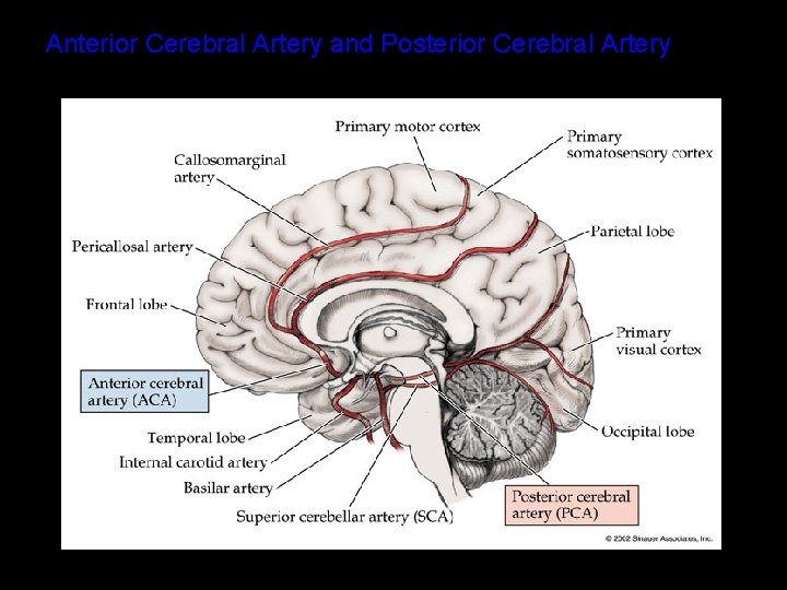 Anterior Cerebral Artery and Posterior Cerebral Artery 