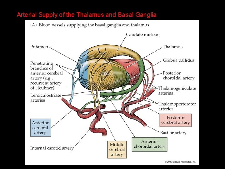 Arterial Supply of the Thalamus and Basal Ganglia 