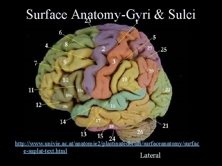 Surface Anatomy-Gyri & Sulci http: //www. univie. ac. at/anatomie 2/plastinatedbrain/surfaceanatomy/surfac e-suplat-text. html Lateral 