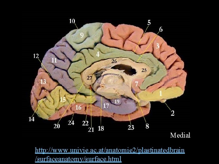 Medial http: //www. univie. ac. at/anatomie 2/plastinatedbrain /surfaceanatomy/surface. html 