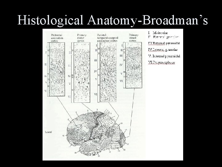 Histological Anatomy-Broadman’s 