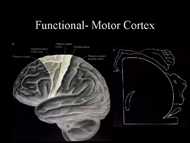 Functional- Motor Cortex 