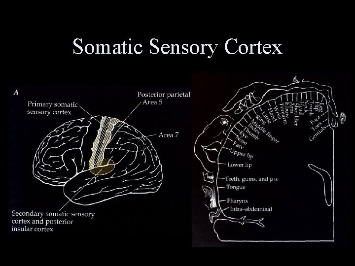 Somatic Sensory Cortex 