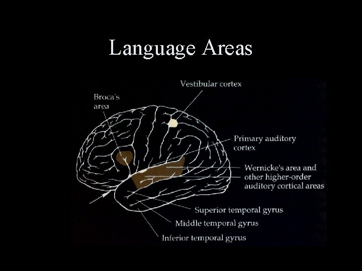 Language Areas 