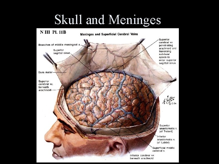 Skull and Meninges 