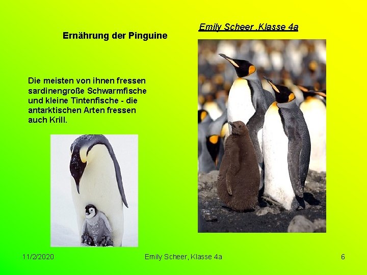  Ernährung der Pinguine Emily Scheer , Klasse 4 a Die meisten von ihnen