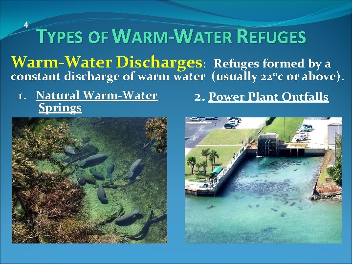 4 TYPES OF WARM-WATER REFUGES Warm-Water Discharges: Refuges formed by a constant discharge of