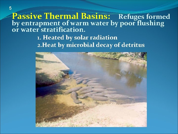 5 Passive Thermal Basins: Refuges formed by entrapment of warm water by poor flushing
