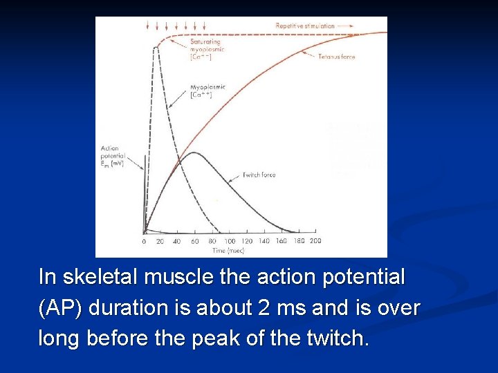 In skeletal muscle the action potential (AP) duration is about 2 ms and is