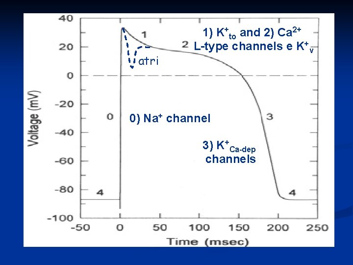 atri 1) K+to and 2) Ca 2+ L-type channels e K+v 0) Na+ channel