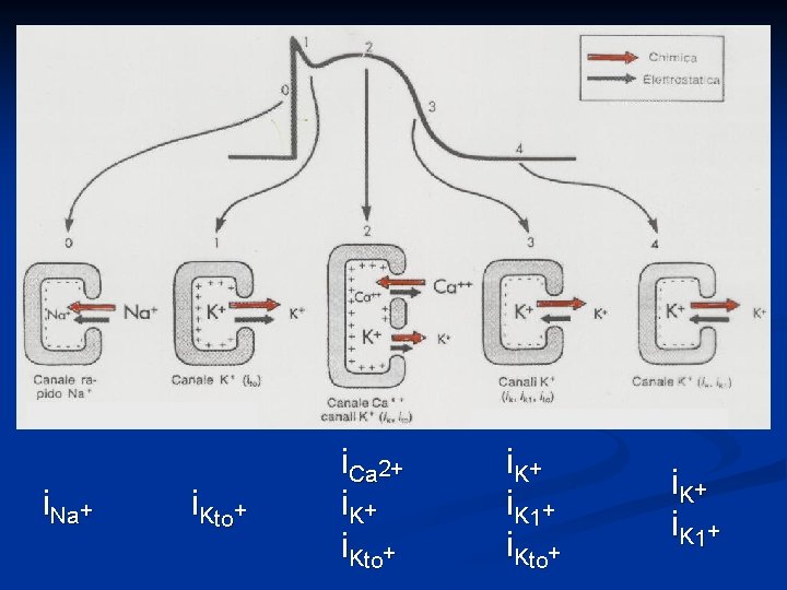 i. Na+ i. Kto+ i. Ca 2+ i. Kto+ i. K + i K