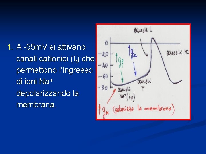 1. A -55 m. V si attivano canali cationici (If) che permettono l’ingresso di