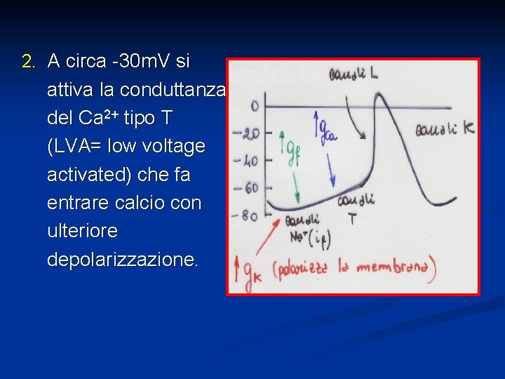 2. A circa -30 m. V si attiva la conduttanza del Ca 2+ tipo